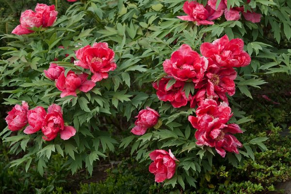 Dératisation à mulhouse : comprendre les solutions efficaces pour lutter contre les rongeurs